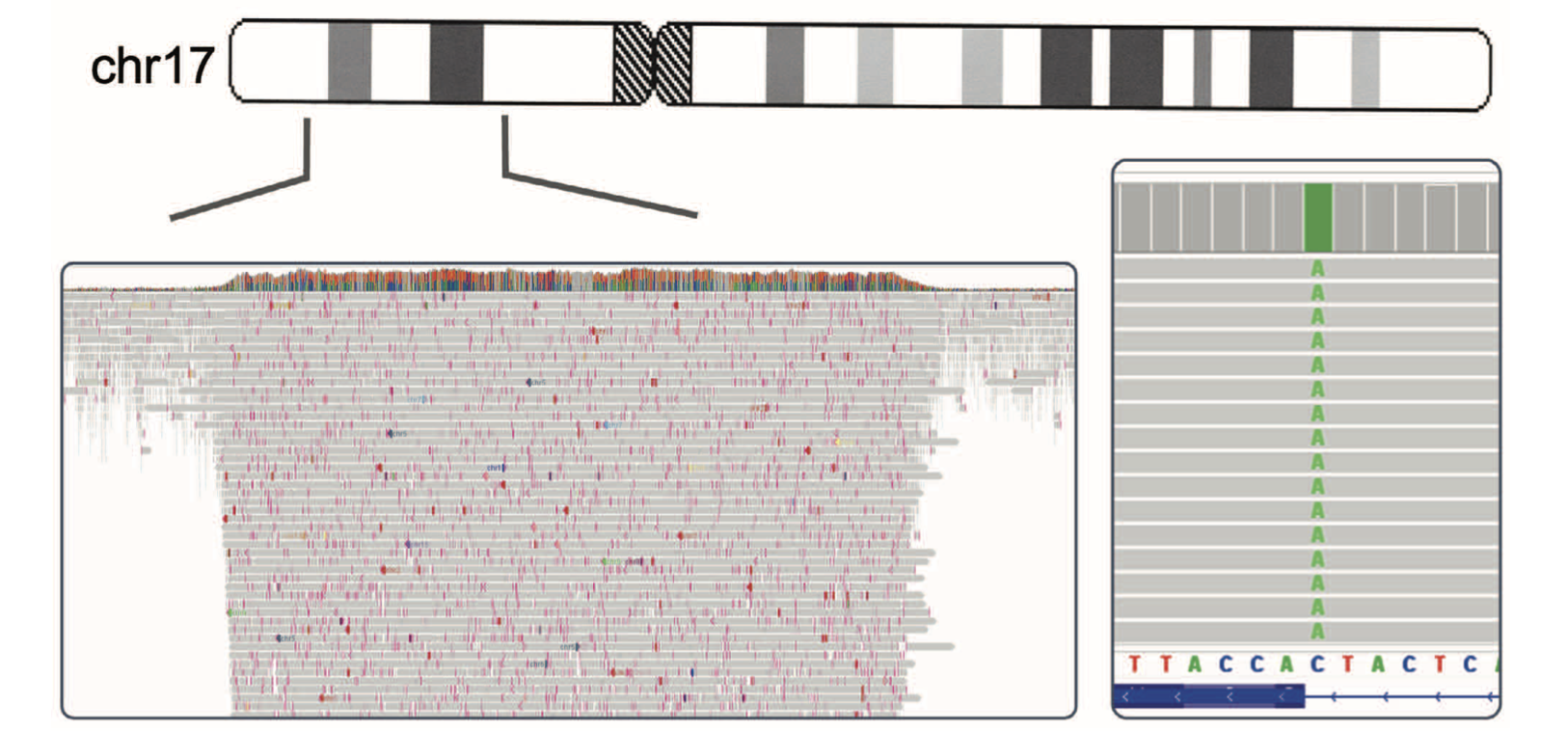 ONT adaptive sampling showing TP53 variant detection