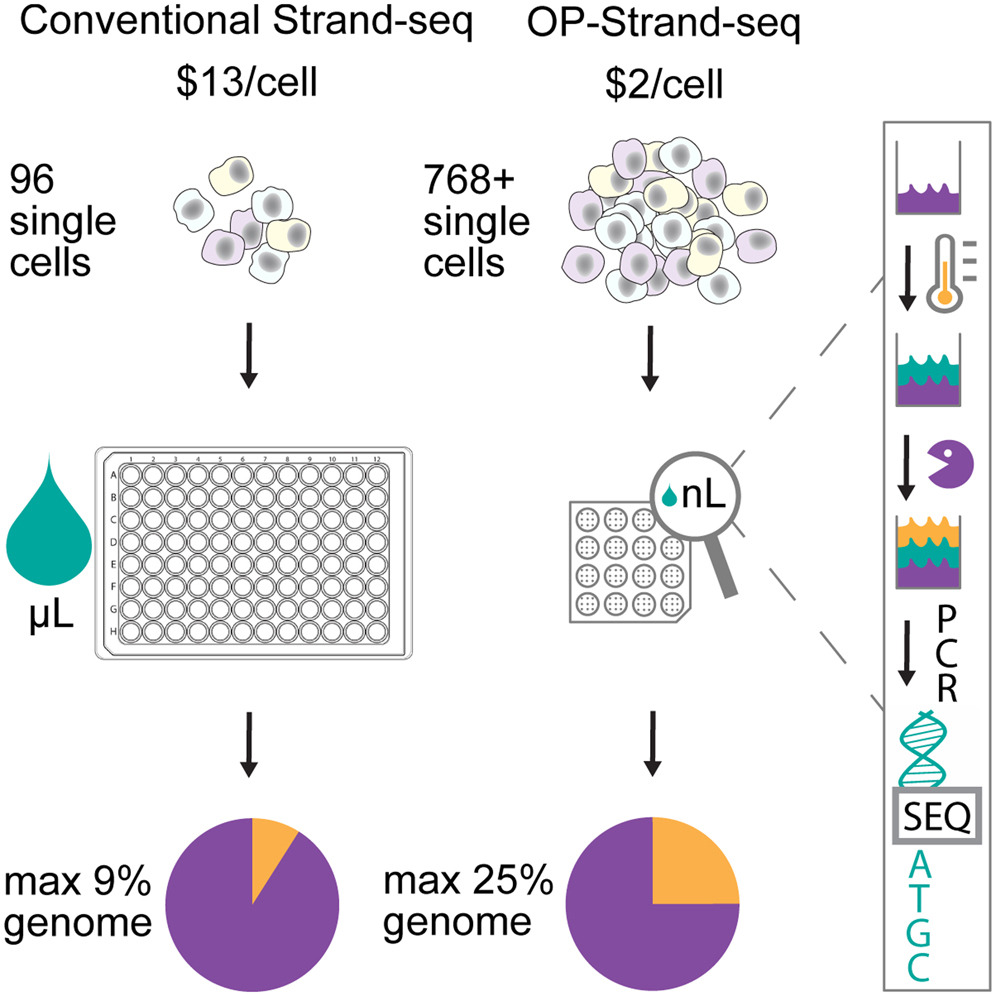 Strand-seq workflow